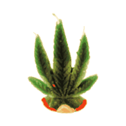 Vela Hoja pequea